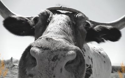 KPIs for Dairy Farms